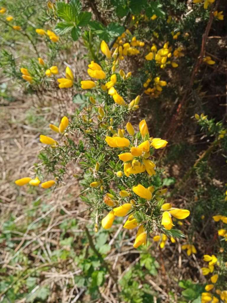 A close up shot of an individual flower of the endangered plant Petty Whin